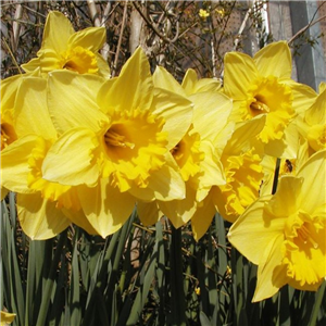 Narcissus (Daffodil) 'Dutch Master'. Loose, Per 10 Bulbs.